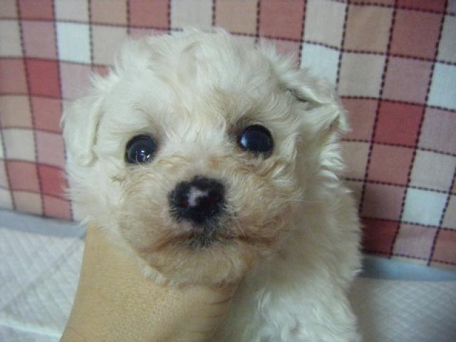 ビションフリーゼ