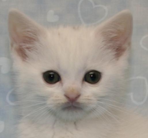 スコティッシュフォールド