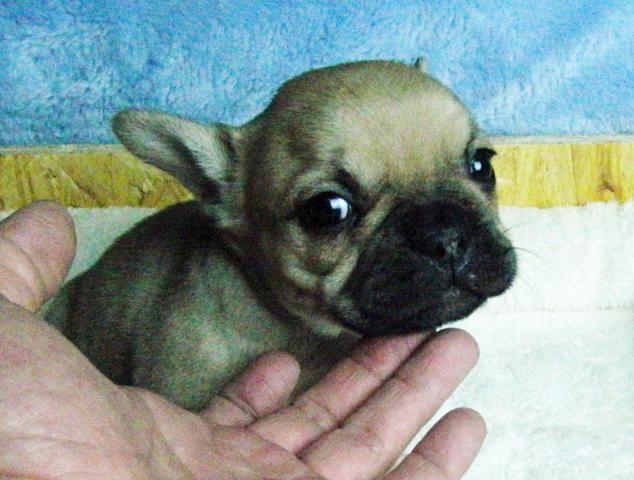 フレンチブルドッグ