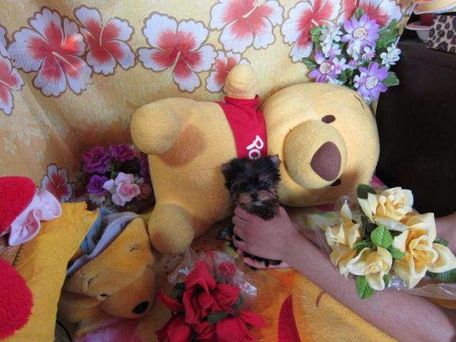 ヨークシャーテリア