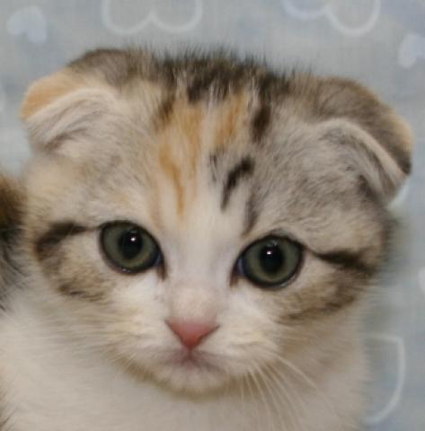 スコティッシュフォールド