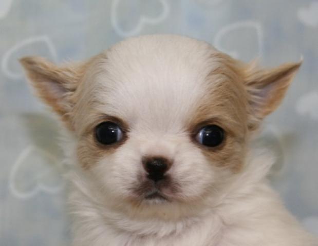 チワワ（ロングコート）