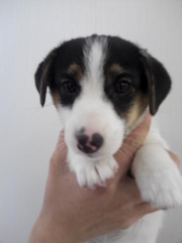 ジャックラッセル×パピヨン