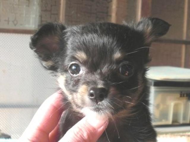 チワワ（ロングコート）