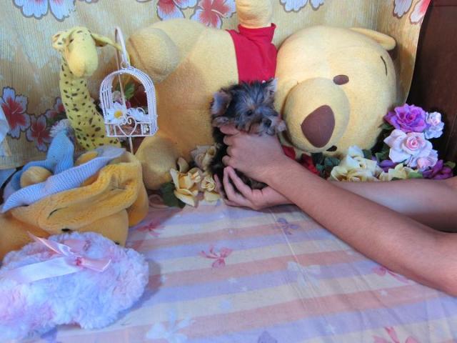 ヨークシャーテリア