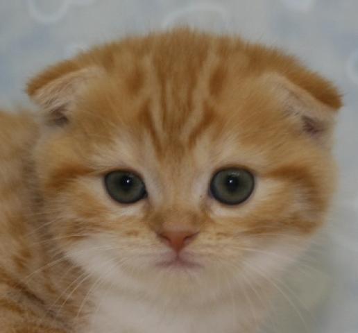 スコティッシュフォールド