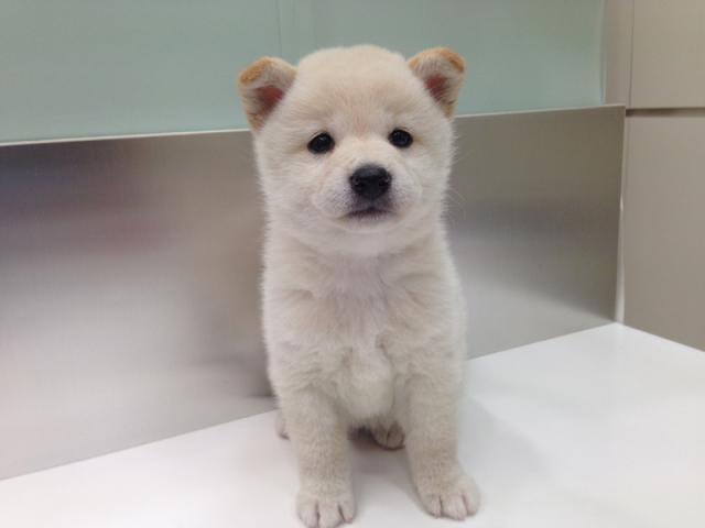 柴犬