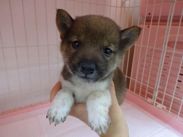 柴犬