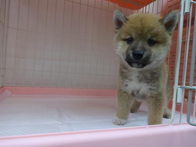 柴犬