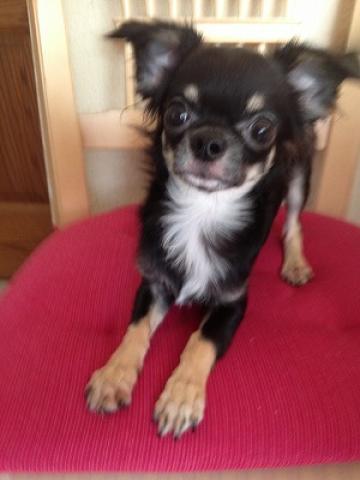 チワワ（ロングコート）