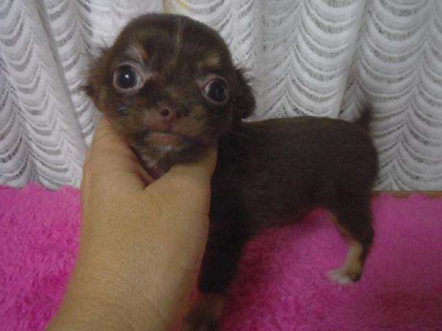 チワワ（ロングコート）