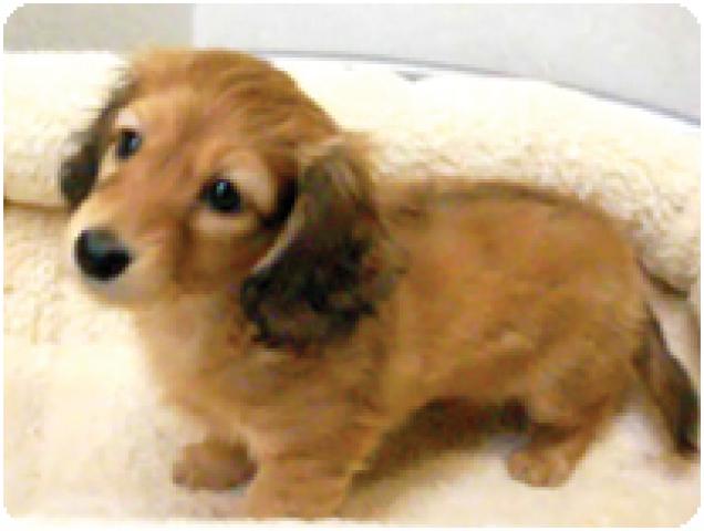 カニンヘンダックスフンド