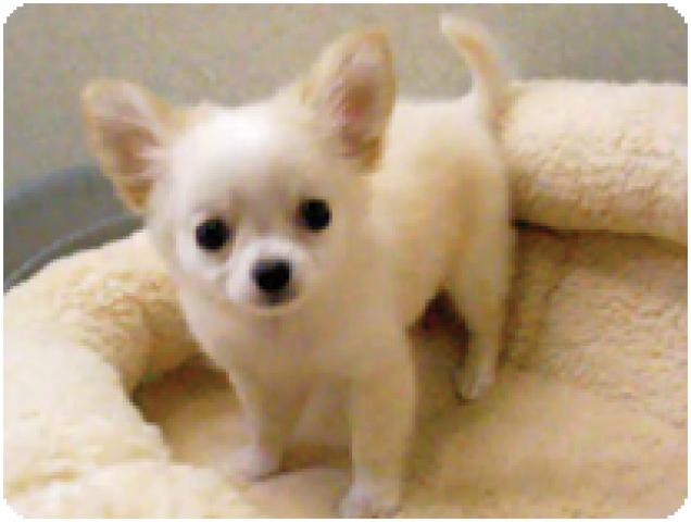 チワワ（ロングコート）