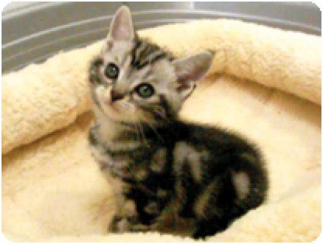 アメリカンショートヘアー