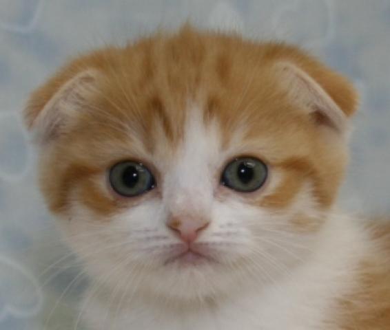 スコティッシュフォールド