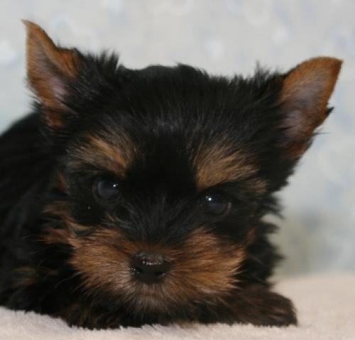 ヨークシャーテリア