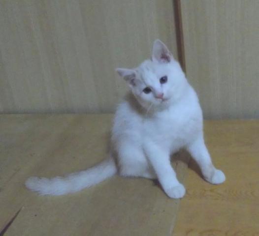 スコティッシュフォールド