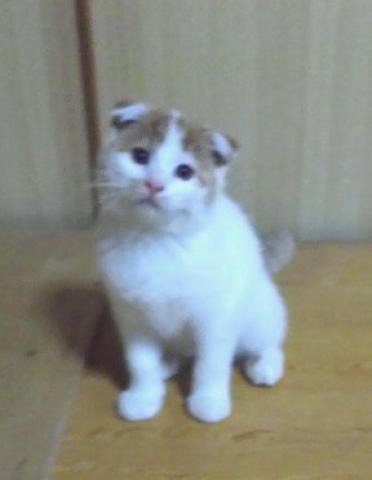 スコティッシュフォールド