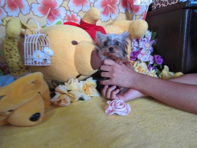 ヨークシャーテリア