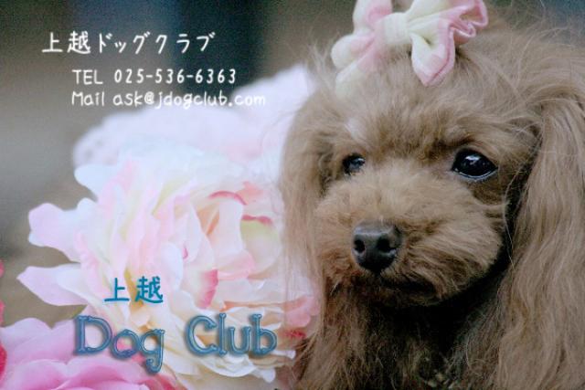 上越 DogClub