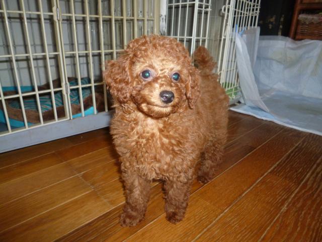 トイプードル