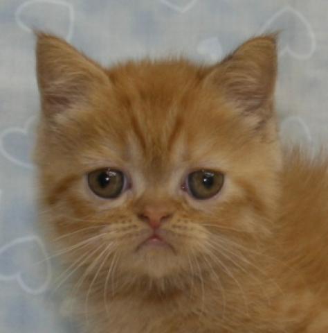 エキゾチックショートヘアー