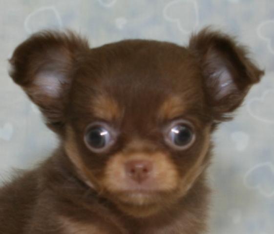 チワワ（ロングコート）