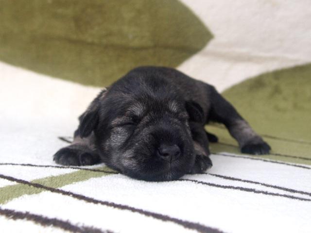 ミニチュアシュナウザー