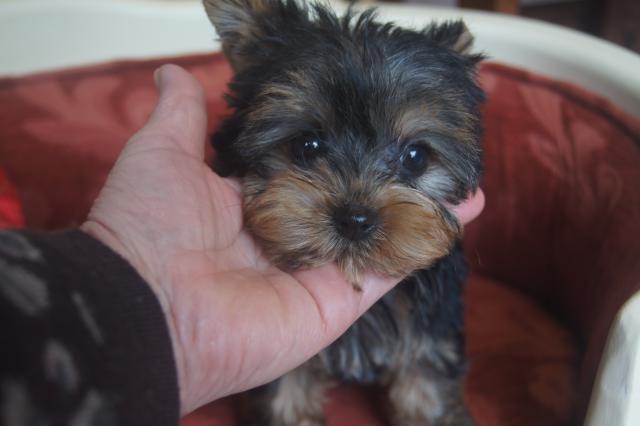 ヨークシャーテリア