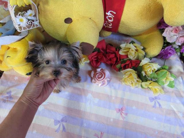 ヨークシャーテリア