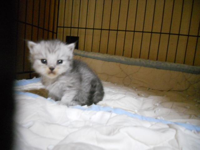 マンチカンナポレオン