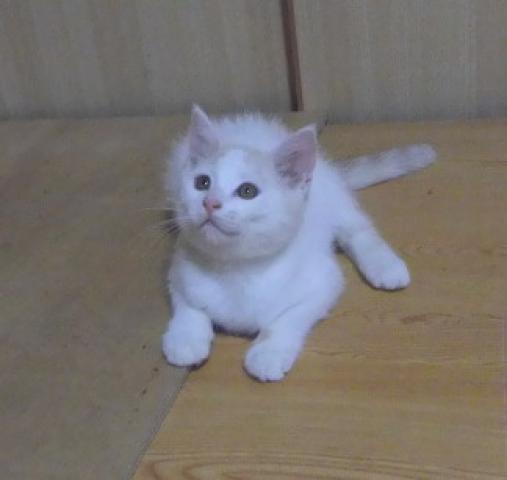 スコティッシュフォールド