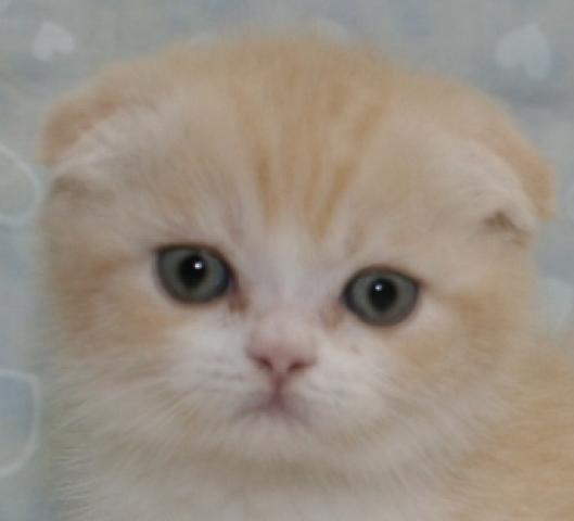 スコティッシュフォールド