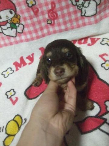 ミニチュアダックスフンド