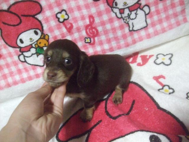 ミニチュアダックスフンド