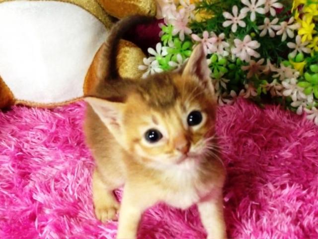 オシキャット