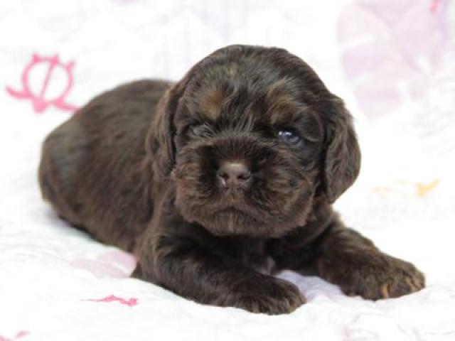 アメリカンコッカースパニエル