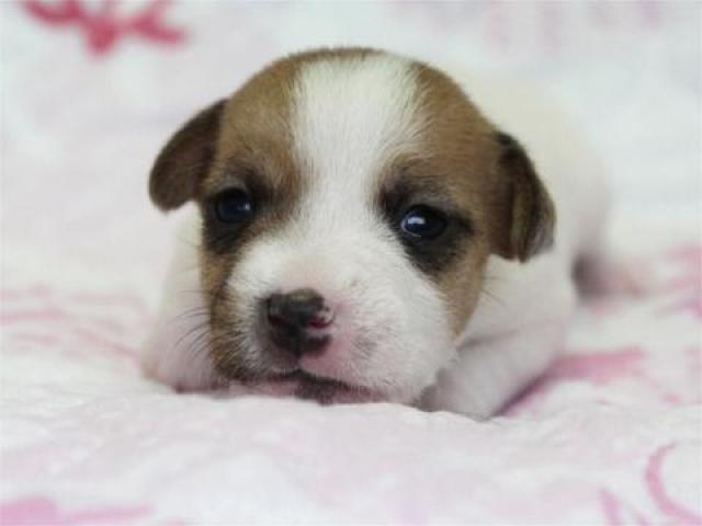 ジャックラッセルテリア