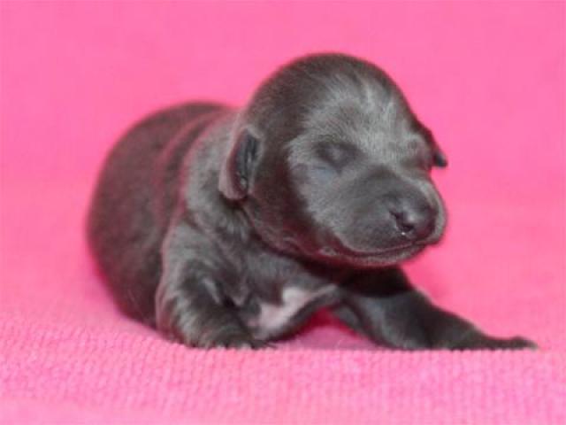 イタリアングレーハウンド