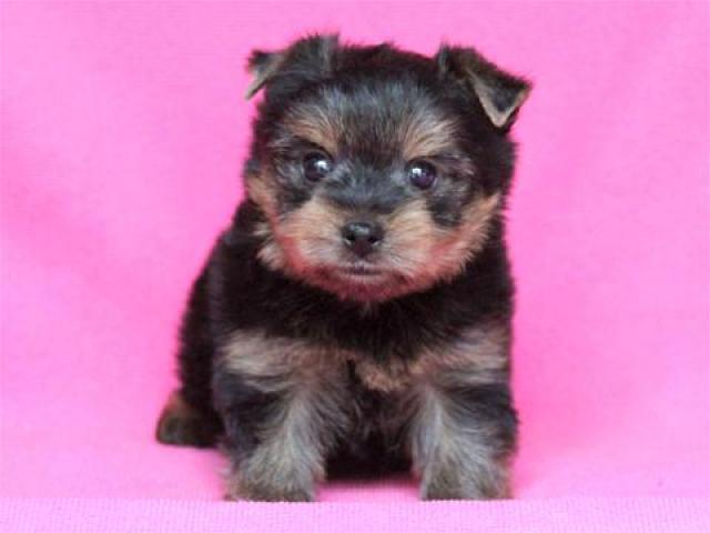 ヨークシャーテリア