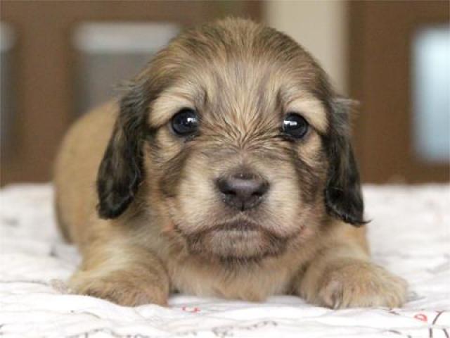 カニンヘンダックスフンド