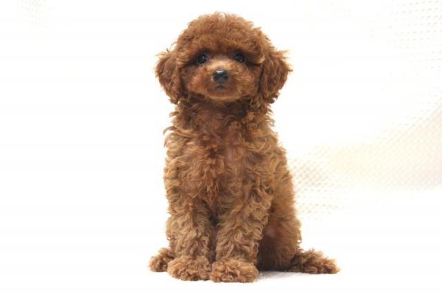 トイプードル