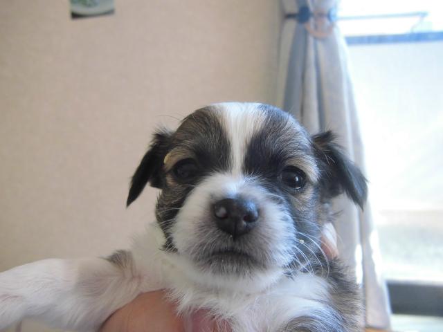 チワワ(ロングコート)