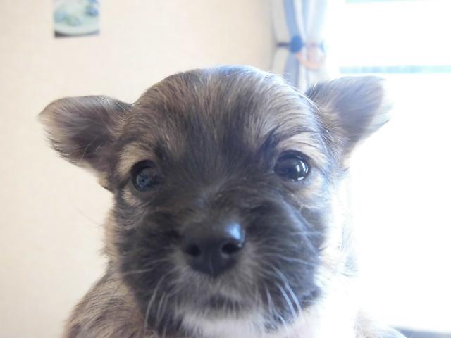 チワワ(ロングコート)