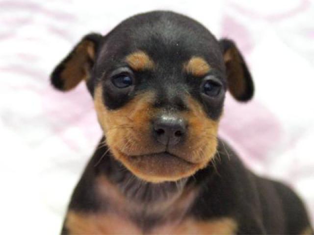 ミニチュアピンシャー