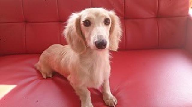 ミニチュアダックスフンド