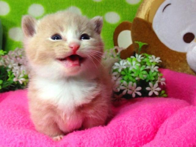 マンチカン