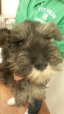 ミニチュアシュナウザー