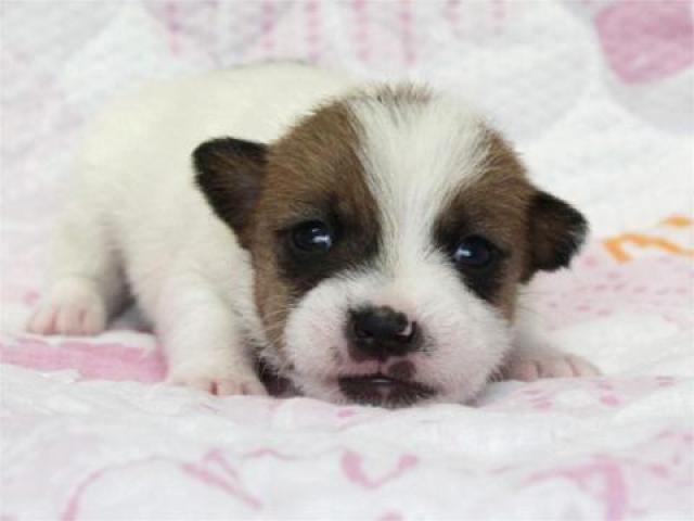 ジャックラッセルテリア