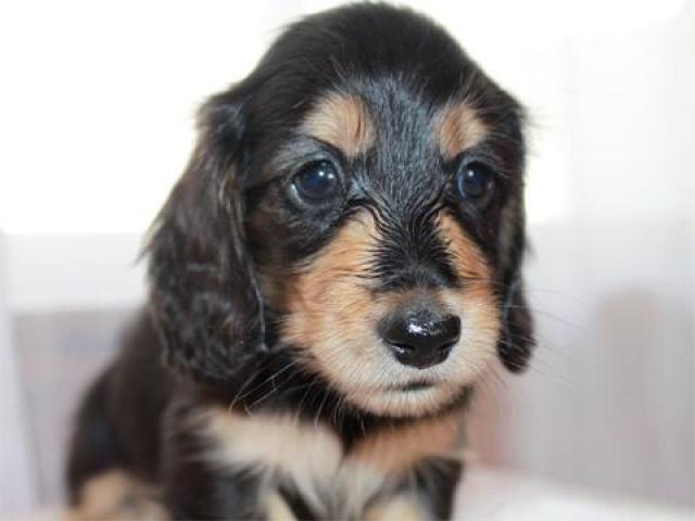 ミニチュアダックスフンド